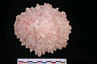 藏品(好望角笠螺)的圖片